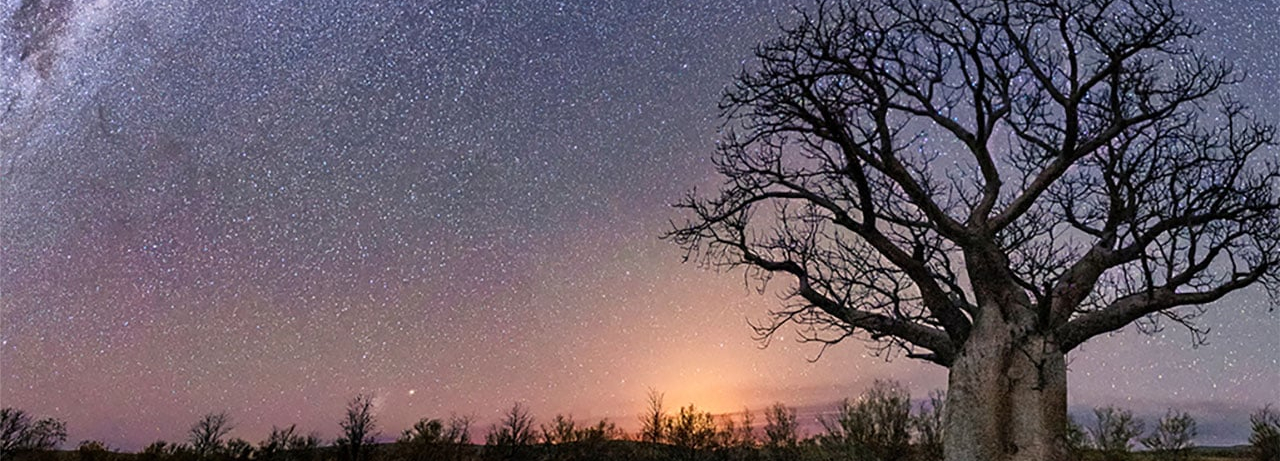 Boab tree at dusk in the Kimberleys